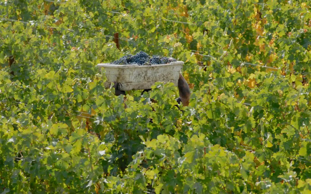 Maritas Vineyard