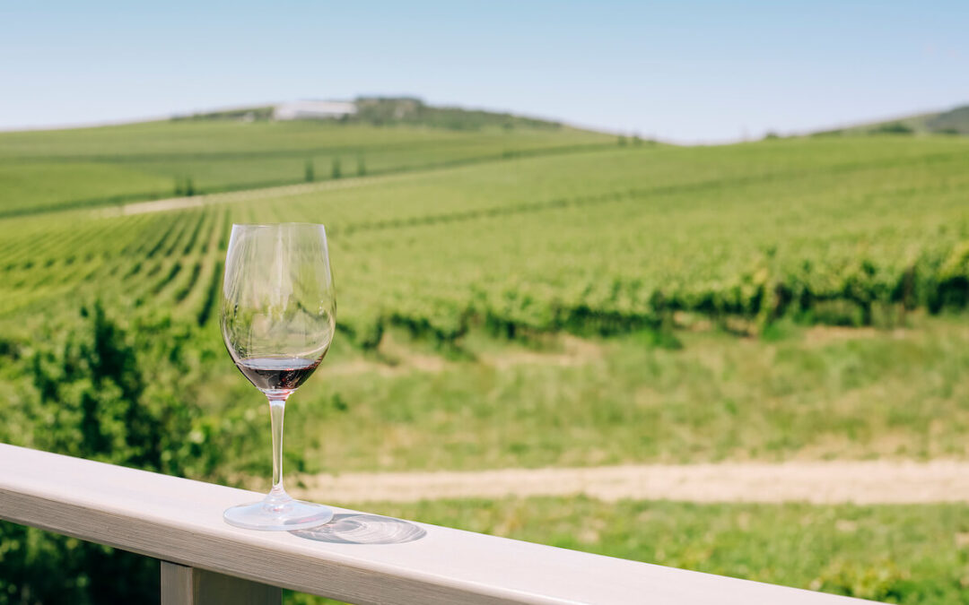 glass with red wine on vineyard background 2022 11 17 16 48 06 utc