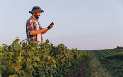 How Wine Consumers Search Now: What Google Rankings and AI Recommendations Mean for Your Winery