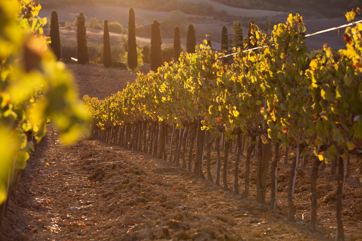 vineyards in the fall ready for wine harvest season