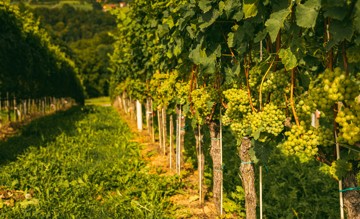 winery vineyard view