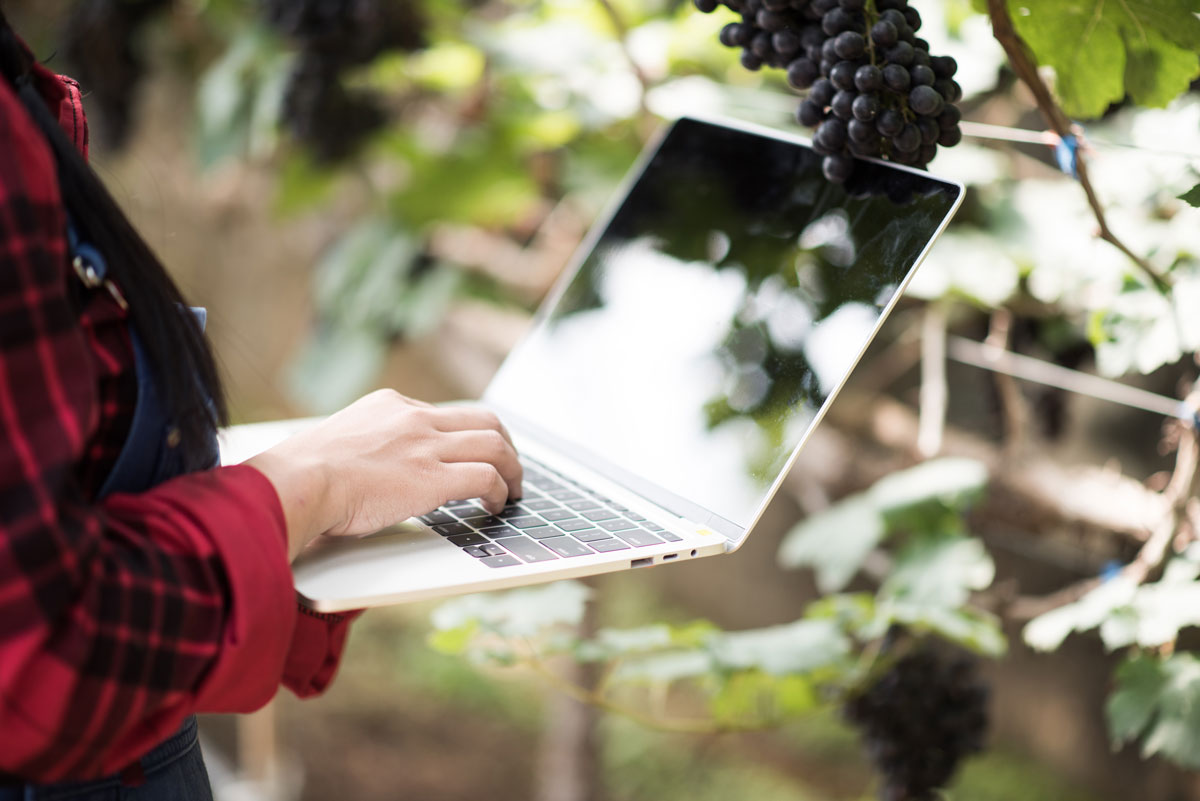 farmer using laptop collecting data in the vineyard
